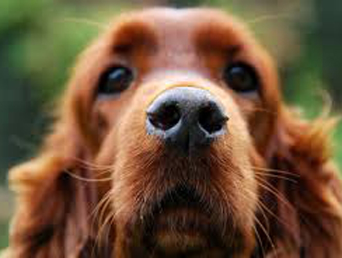 Dog Dies After Attacking Suicide Bomber at Nigerian Wedding