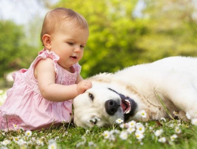 Why Dog Owners Have Healthier Babies
