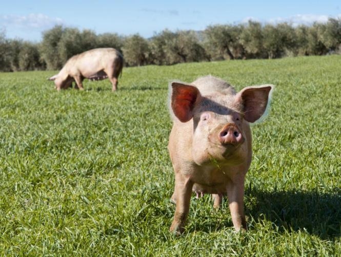Pig Organ Transplants Can Save Babies' Lives