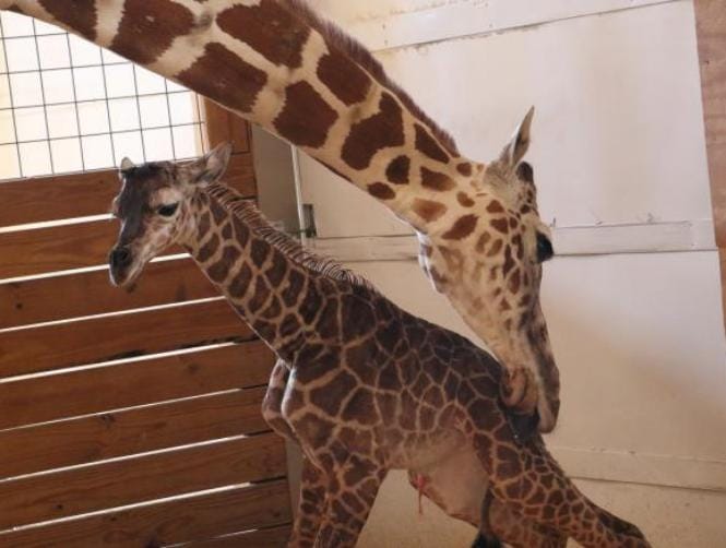 As millions watch via webcam, giraffe gives birth in NY zoo 