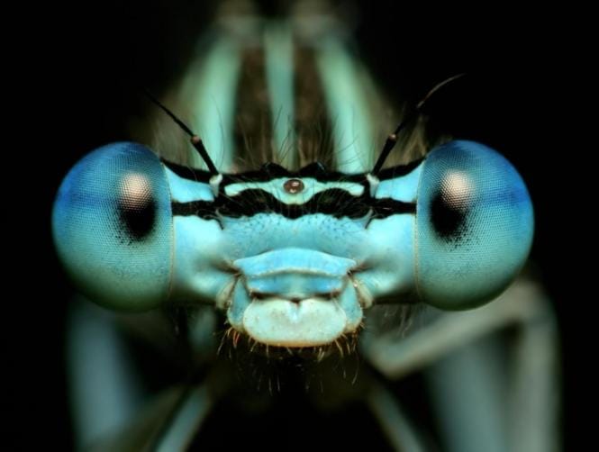 Female Dragonflies Faking Death to Avoid Annoying Males