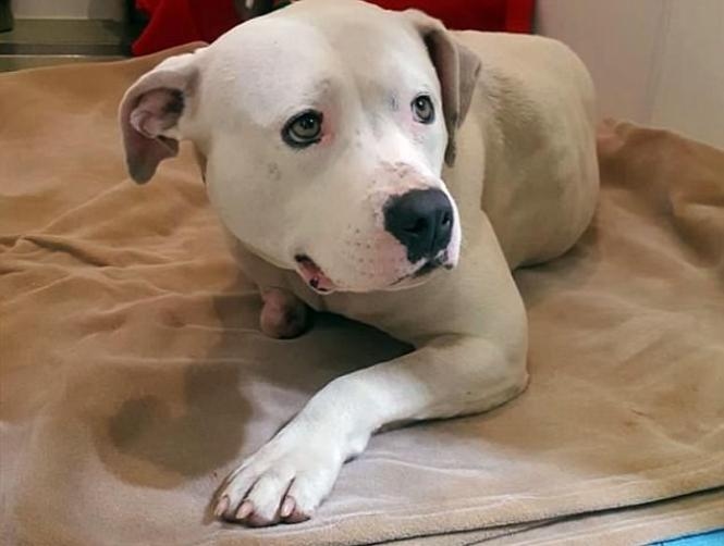 Dog Left Chained Under House Chews off Its Paw to Escape