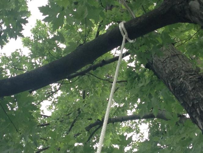 وجدت مشنوقة على غصن شجرة!