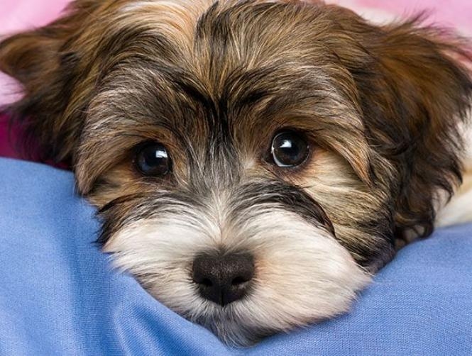 Dogs Have Learnt to Put up with Unfairness from Humans