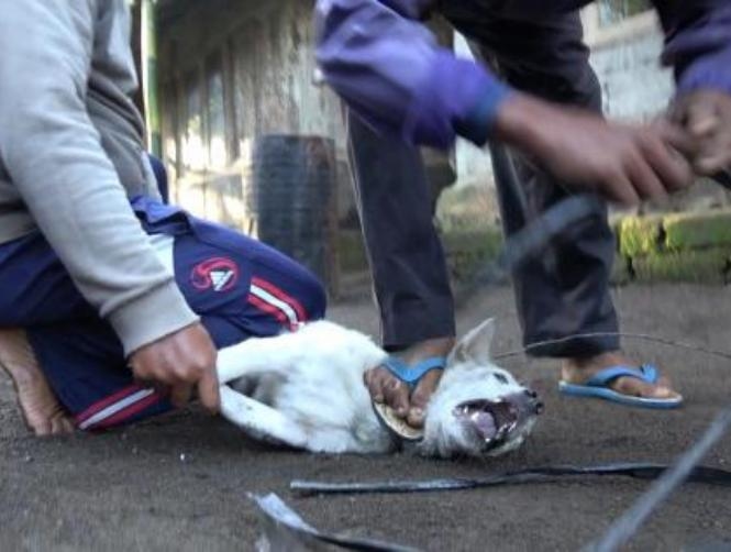Bali Tourists Are Unknowingly Eating Dog Meat, Undercover Investigation Reveals