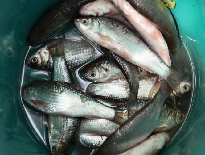 How Just One Meal Can Give You Cancer