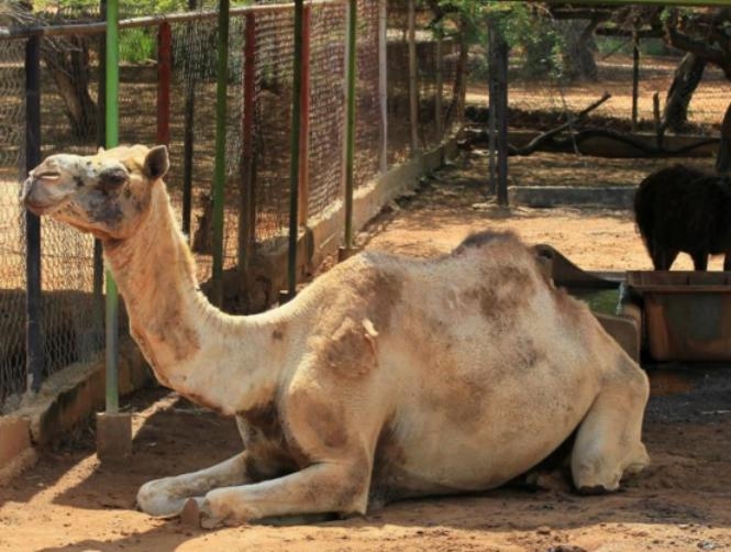 Police believe thieves steal Venezuela zoo animals to eat them