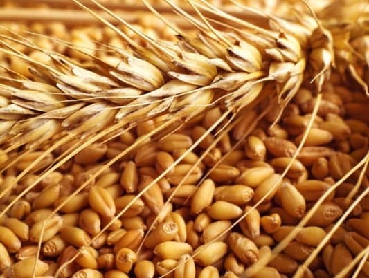 السعودية تستورد 490 ألف طن من القمح