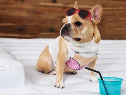 Photos: These Instagram Dogs Make More Money Than You