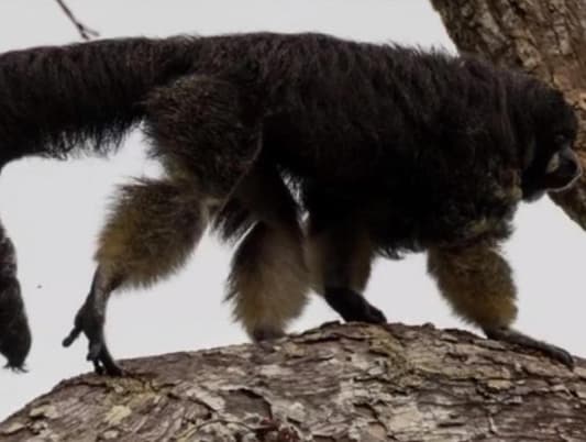 Elusive Monkey Seen Alive for First Time in 80 Years