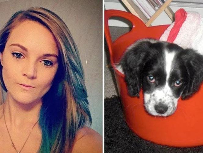 Vet Poisoned Her Own Dog 'for Attention'