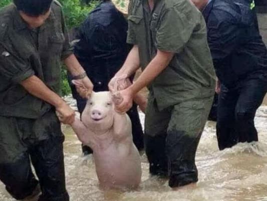 This Pig Is Just So Happy to Be Rescued From Typhoon in China