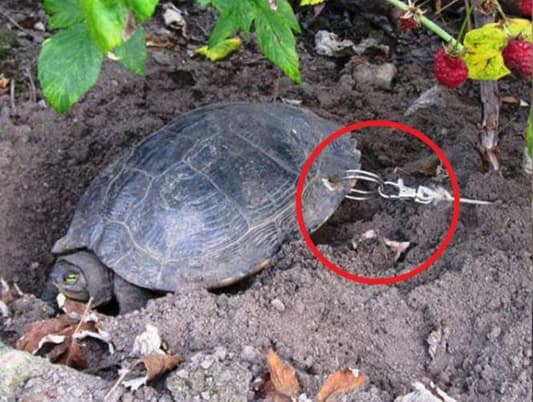 Photos: Pet Owners Drill Hole in Turtle to Tie It up and Go on Holiday