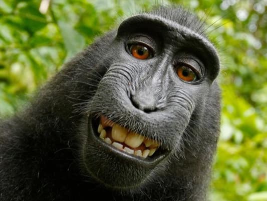 Man Wins Copyright of Selfie Taken by Monkey With His Camera
