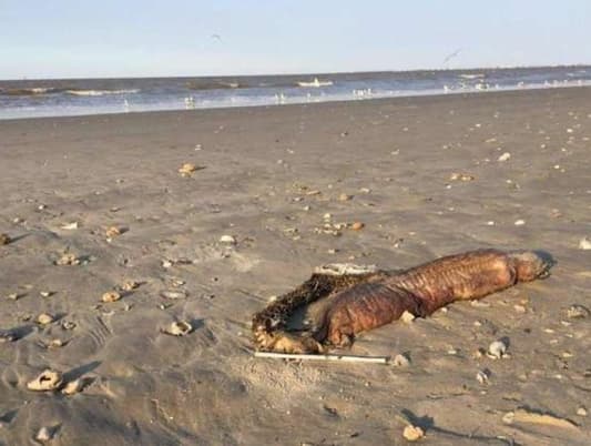 بالصور: حيوان مرعب على الشاطئ