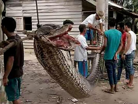 Man Fights 23-Foot Python to Death after It Mauled His Arm