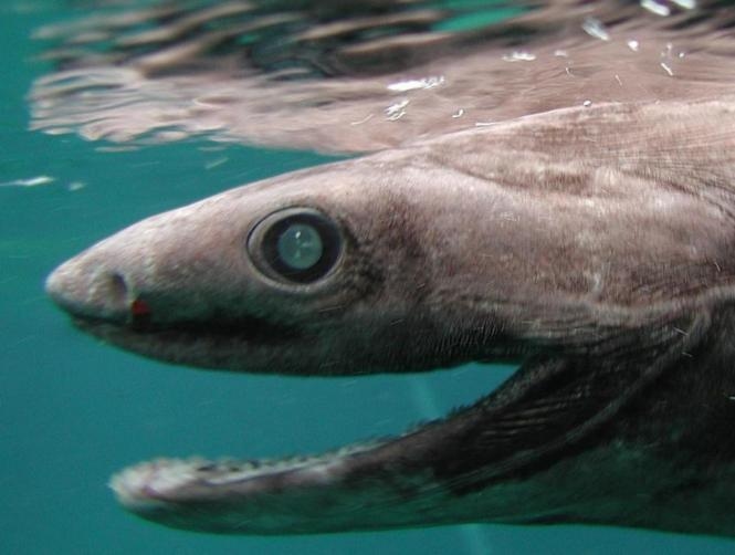 This Deep-Sea Fisherman's Photos of His Most Bizarre Catches Will Give You Nightmares