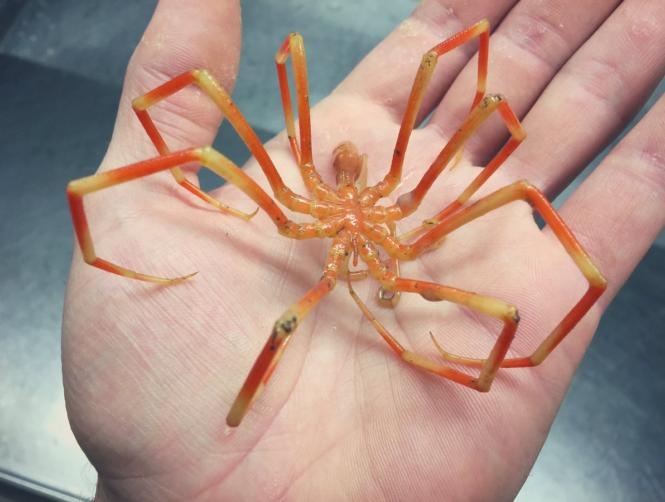 This Deep-Sea Fisherman's Photos of His Most Bizarre Catches Will Give You Nightmares