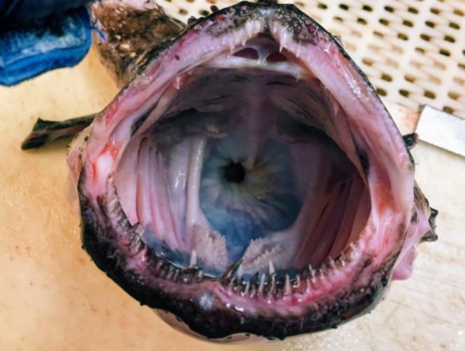 This Deep-Sea Fisherman's Photos of His Most Bizarre Catches Will Give You Nightmares