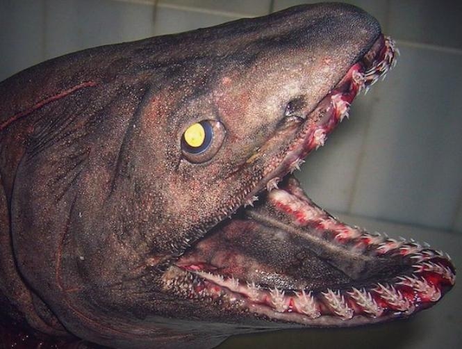 This Deep-Sea Fisherman's Photos of His Most Bizarre Catches Will Give You Nightmares