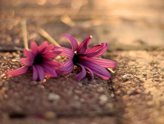 A Flower Seller Said Three Words. Ten Minutes Later, 23 People Were Dead