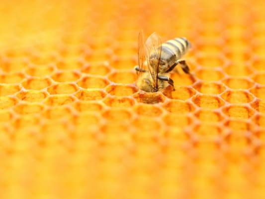 There Could Be Pesticides in Your Honey