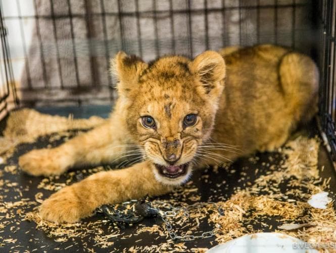 Starved Lion Cub Found in Tiny Cage in Empty Paris Apartment - MTV Lebanon