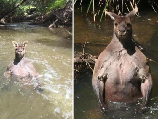 Photos: Meet the Most Muscular Kangaroo Ever