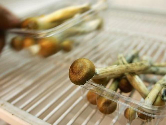 How Magic Mushrooms Could 'Reset' People with Depression