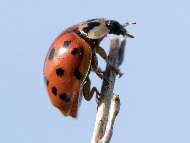 Ladybirds with Sexually Transmitted Diseases Are Invading Britain