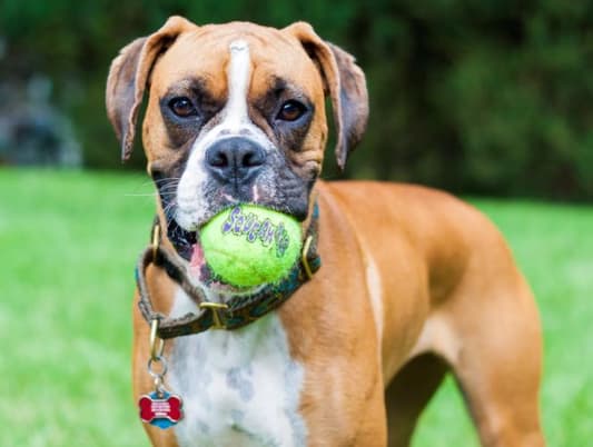 A Brief Guide to Eternal Youth: Get a Dog