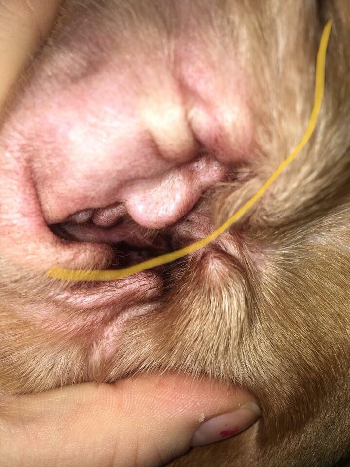 Photo: Woman Finds Donald Trump in Her Dog's Ear