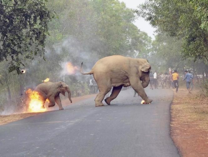 Photo of Baby Elephant on Fire Wins International Award