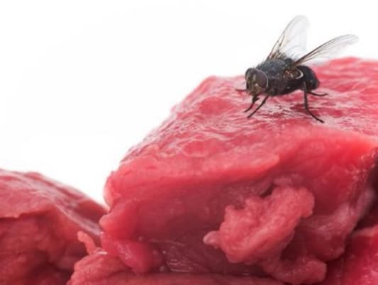 The Disgusting Reason You Should Never Ever Eat Anything That a Fly Has Landed On