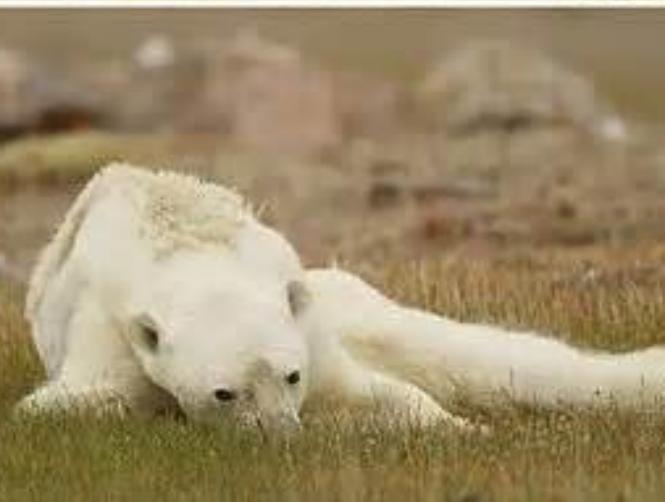 Heartbreaking Photos of Starving Polar Bear in Iceless Land