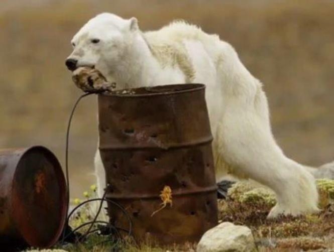 Heartbreaking Photos of Starving Polar Bear in Iceless Land