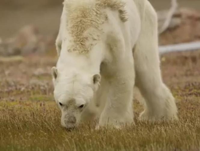 Heartbreaking Photos of Starving Polar Bear in Iceless Land