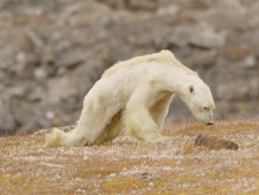 Heartbreaking Photos of Starving Polar Bear in Iceless Land
