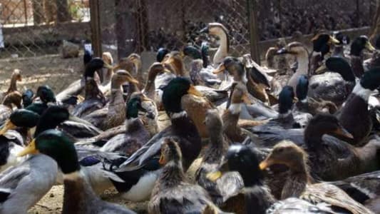 إعدام 16 ألفاً من طيور البط... والسبب؟