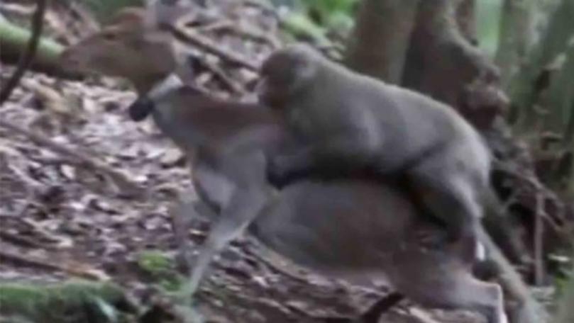 Monkeys and Deer Have Been Caught Having Sex