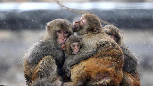 علاقة "غير عادية" بين طفل ومجموعة من القرود