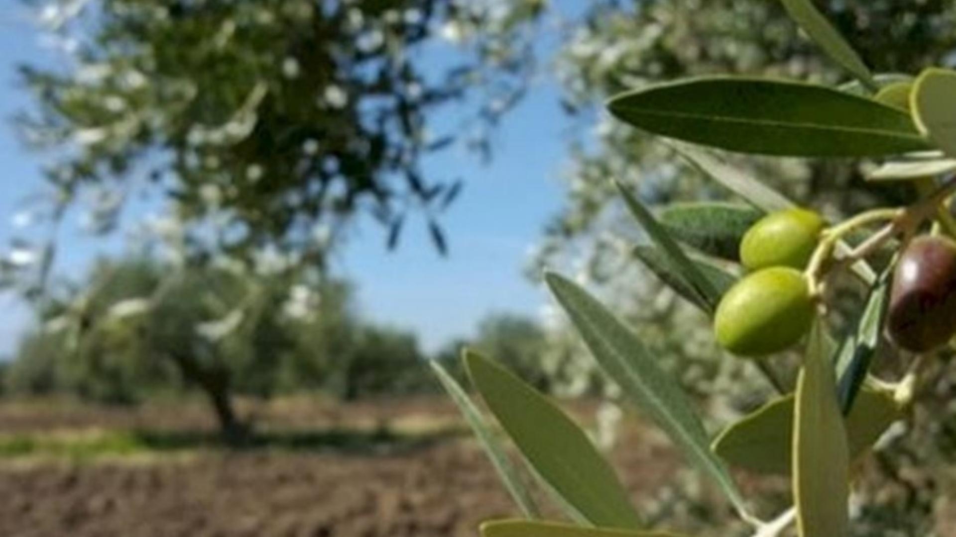 Main Highlight Image