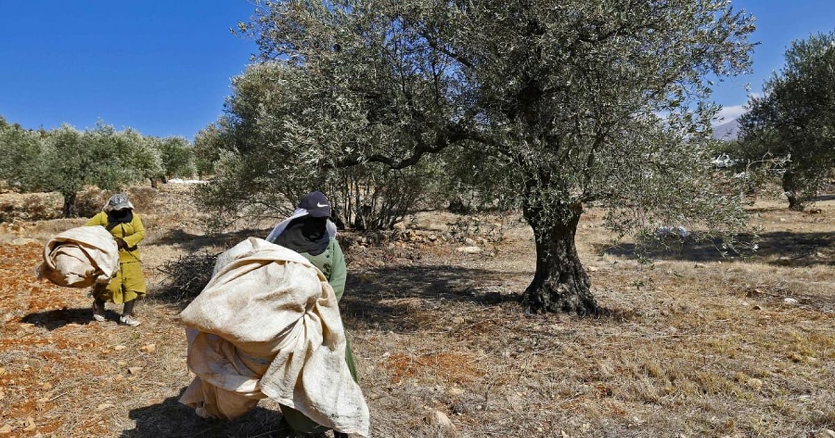 بلدية جنوبية تمنع النازحين السوريين من الخروج إلى حقول الزيتون