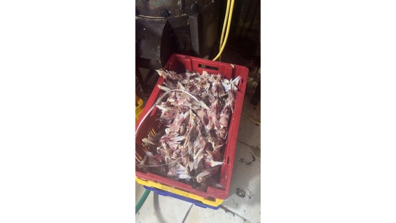 لحوم سليمة في النهار... وفاسدة في الليل!