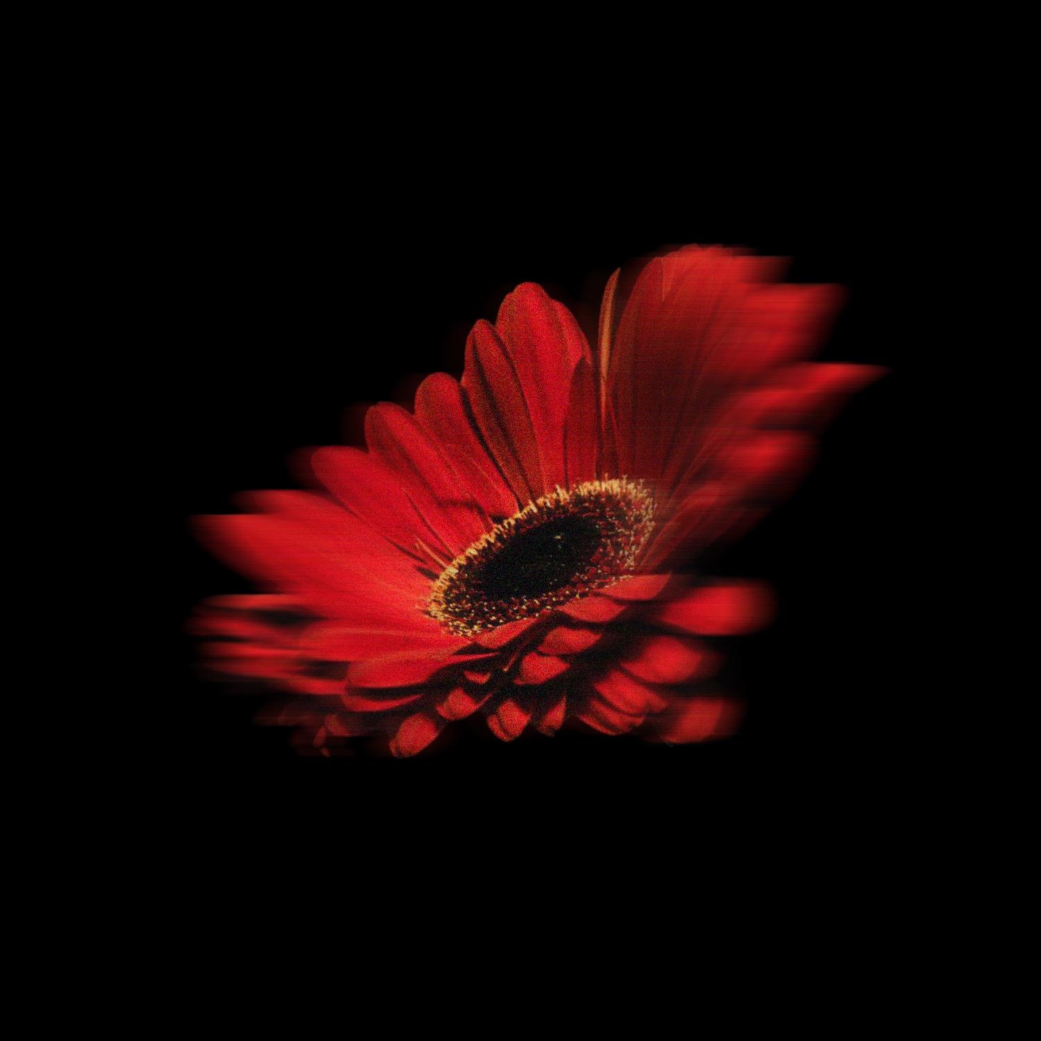 مايا دياب و"وردة حمراء"... ما القصّة؟