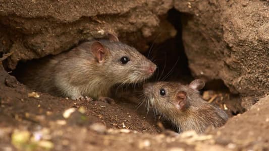 الفئران لعلاج الصّلع؟