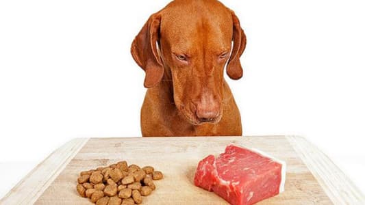 This Is Why You Should Never Feed Your Pet Raw Meat