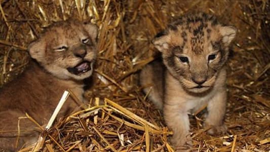 Zoo Kills 9 Healthy Lion Cubs Because They Became 'Surplus' Animals