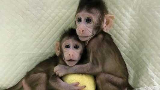 Monkeys Cloned in World First, Scientists Reveal