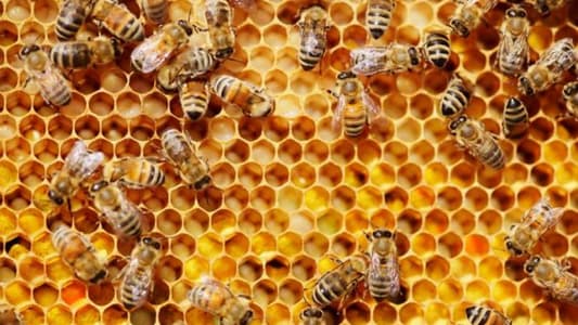 Two Children Charged with Killing Half-a-Million Bees